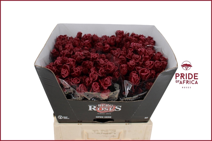 <h4>R GR GEWAXT WAX Tros Bordeaux L60</h4>