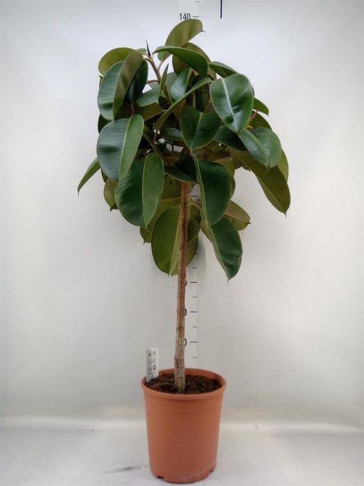 <h4>Ficus   ...</h4>