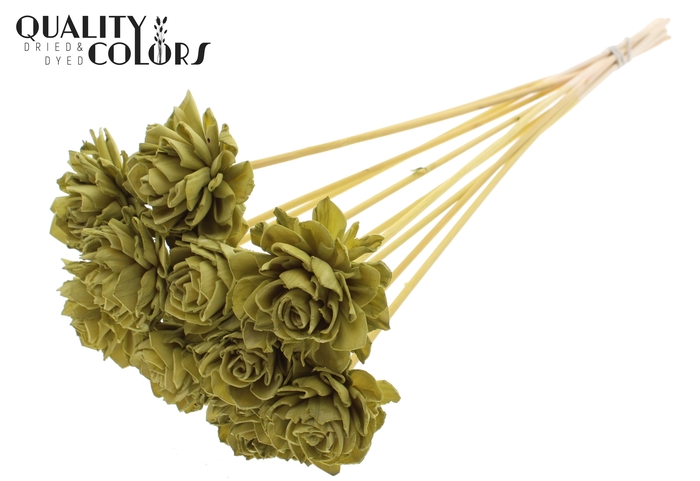 Shola Dahlia 6cm on stem Olive