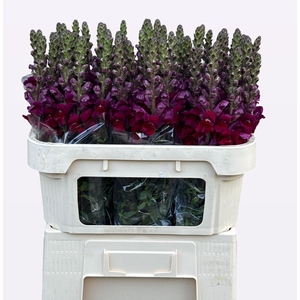 Antirrhinum Opus Red