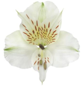 <h4>Alstr White Bounty 60cm EC</h4>