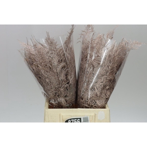 Aspa 1e Veren Champagne X50