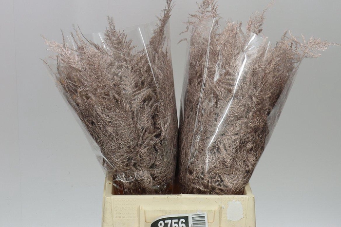 <h4>Aspa 1e Veren Champagne X50</h4>