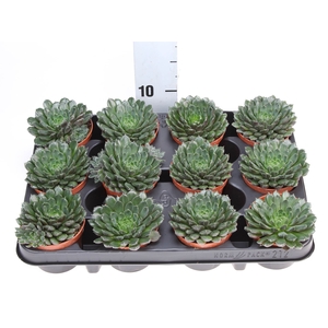 Echeveria   ...