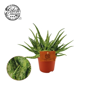 Aloe Spider 10,5cm