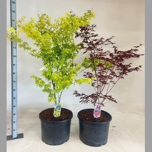 ACER PALMATUM
