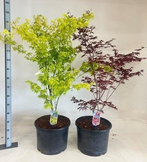 <h4>ACER PALMATUM</h4>