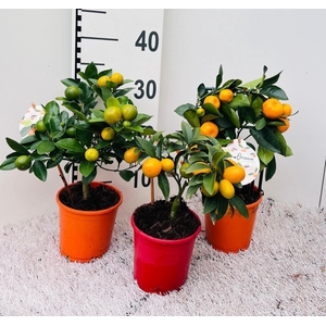 Citrus Mix-Tray 2+ Var. stem/rack (s2)