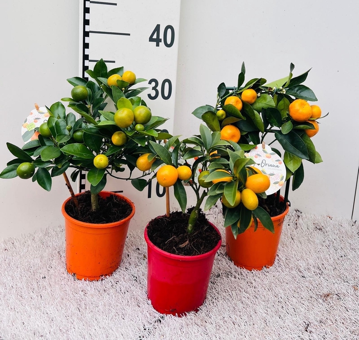 <h4>Citrus Mix-Tray 2+ Var. stem/rack (s2)</h4>