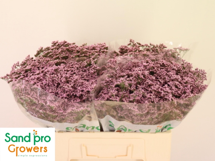 <h4>LIM SAF OSHI PINK</h4>