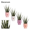 Sansevieria Fernwood 6 cm in Dua Lipa (Party Love-collection)