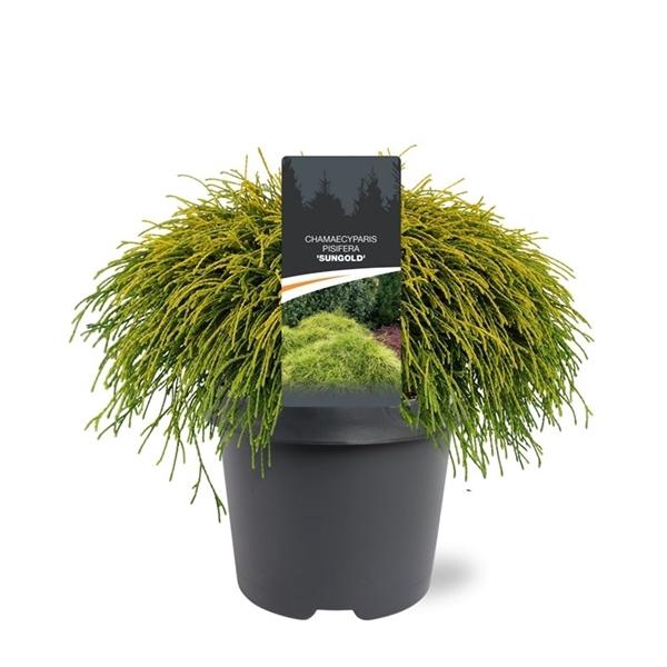 <h4>Chamaecyparis pis. 'Sungold'</h4>