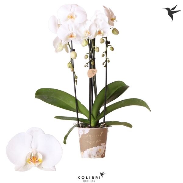 <h4>Kolibri Orchids Cascade fall Road trip 3spike</h4>