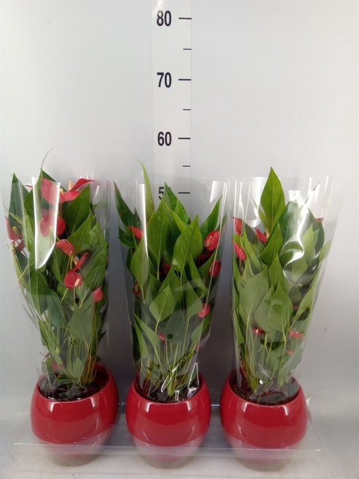 <h4>Anthurium andr. 'Mill Flowers Red'</h4>