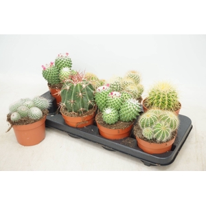 CACTUS GEM