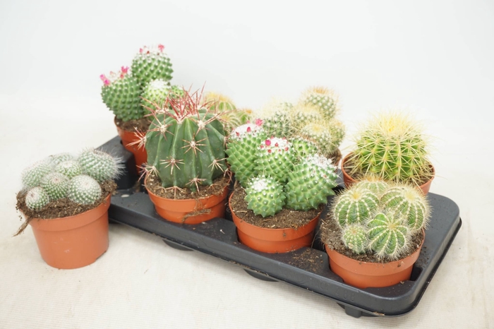 <h4>CACTUS GEM</h4>