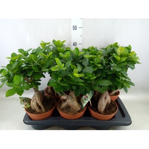 Ficus microcarpa 'Ginseng'