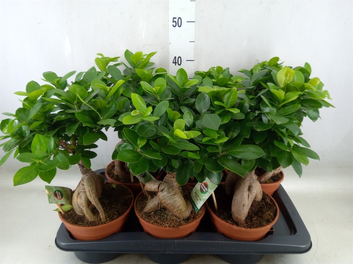 <h4>Ficus microcarpa 'Ginseng'</h4>