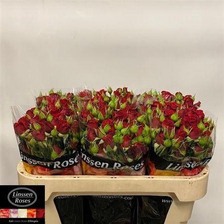 <h4>R Tr Mirabel</h4>