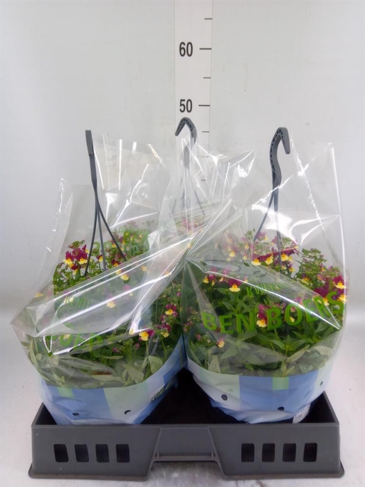 <h4>Nemesia   ...</h4>