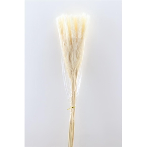 Dried Fluffy Pampas Bleached P Bunch
