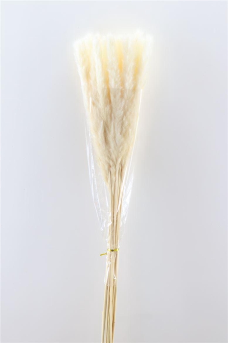 <h4>Dried Fluffy Pampas Bleached P Bunch</h4>