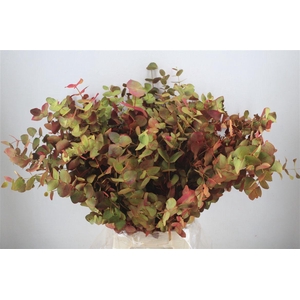 Euca Cinerea De Luxe 200gr P Bunch