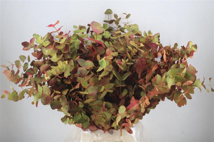 <h4>Euca Cinerea De Luxe 200gr P Bunch</h4>