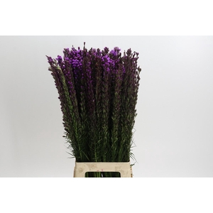 Liatris Callilepis