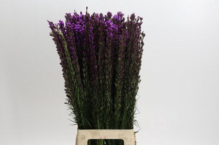 <h4>Liatris Callilepis</h4>