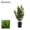 Laurus nobilis Struik
