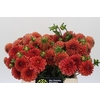 Dahlia Cornel Bronze
