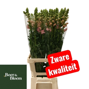 ANTIR POTO CHER ROSE