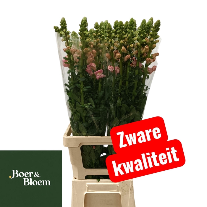 <h4>ANTIR POTO CHER ROSE</h4>