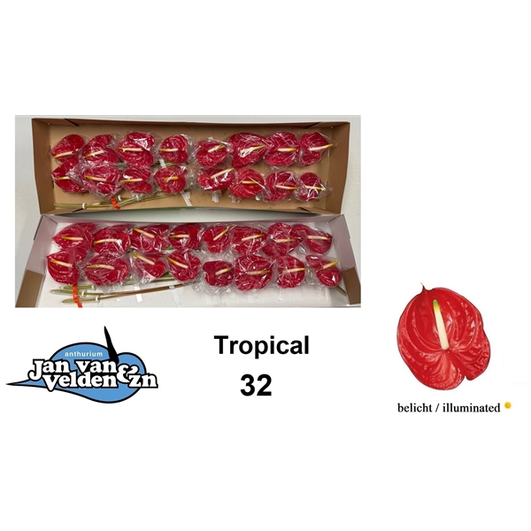 <h4>Anth A Tropical 11 cm X32 Jan van Velden</h4>