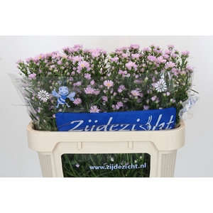 Aster Claudia