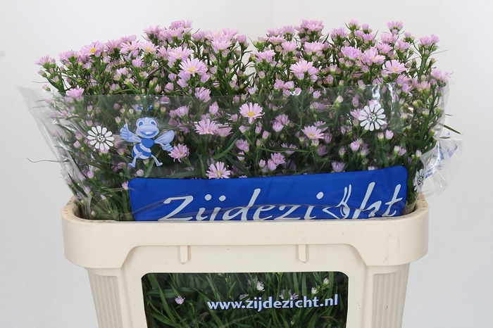 <h4>Aster Claudia</h4>