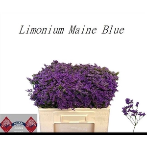 LIM MAINE BLUE