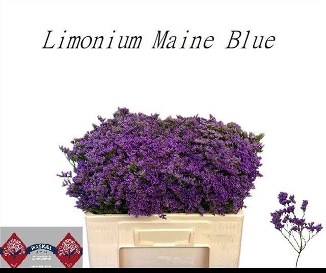 <h4>LIM MAINE BLUE</h4>
