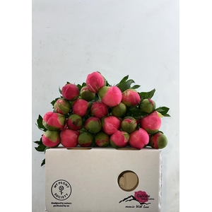 Paeonia Coral Sunset