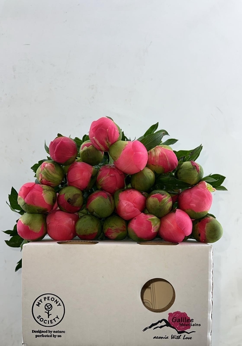 <h4>Paeonia Coral Sunset</h4>