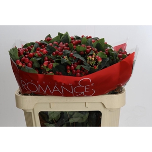 Hypericum True Romance Spray