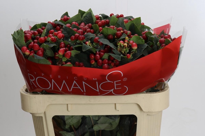 <h4>Hypericum True Romance Spray</h4>