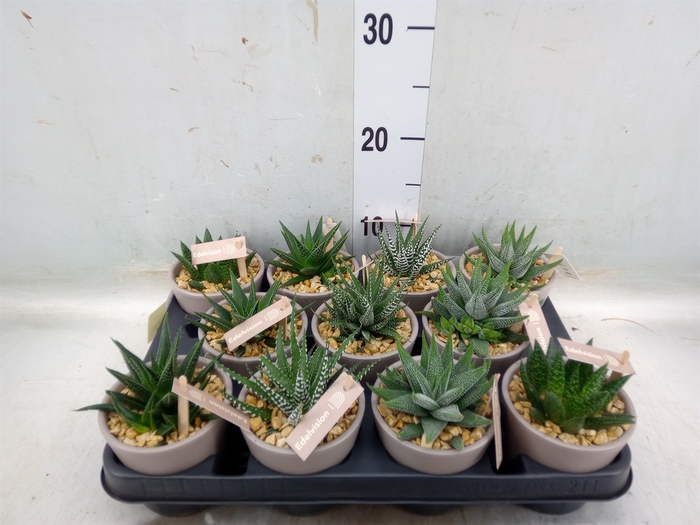 <h4>Haworthia   ...</h4>