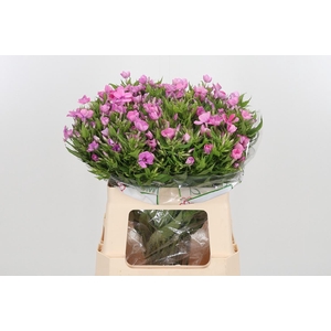 Phlox P Lollipink