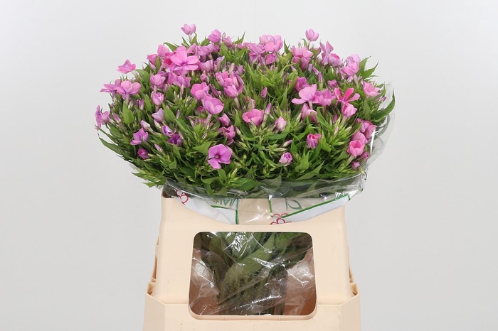 <h4>Phlox P Lollipink</h4>