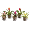 Bromelia