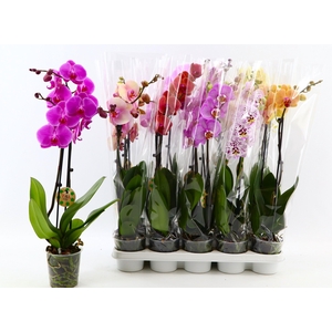PHAL GEM 9 KL