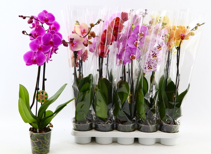 <h4>PHAL GEM 9 KL</h4>