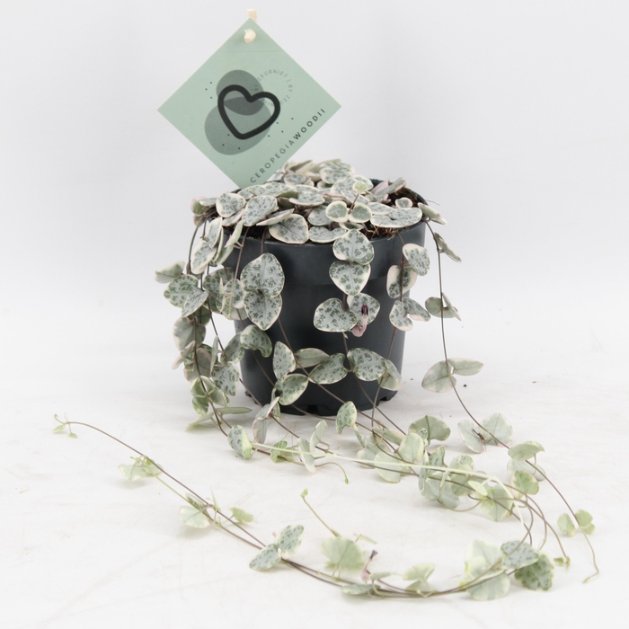 <h4>Ceropegia Woodii Variegata</h4>